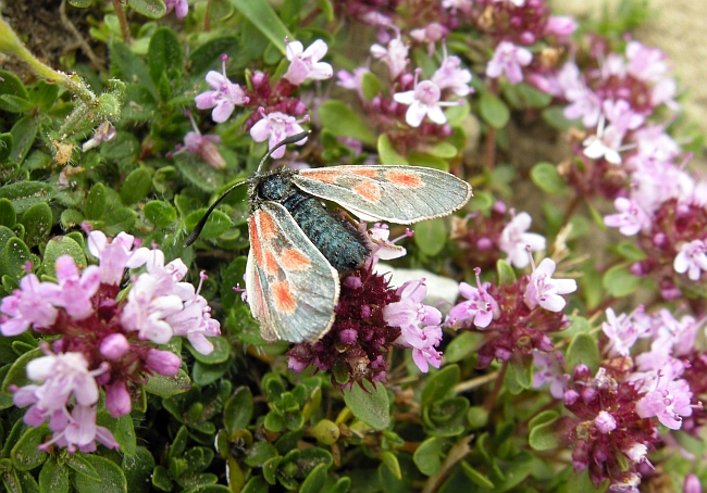 Zygaena exulans?